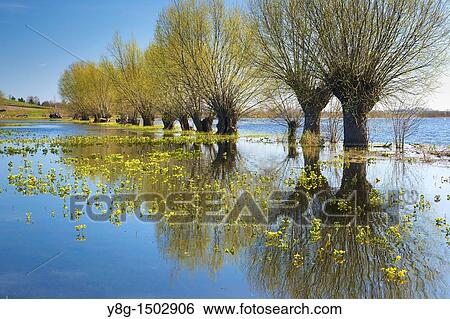 Stock Photograph - Spring floodwaters of Biebrza River, Biebrza National Park, Poland, Europe. Fotosearch