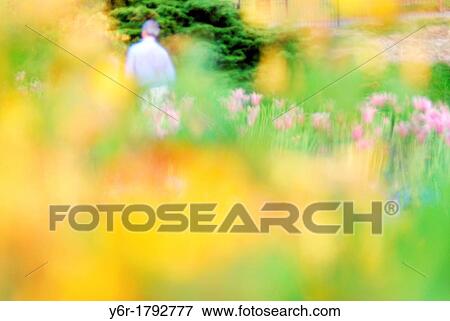 Spring flower blur in Golder's Hill Park, Hampstead, London, England View Large Photo Image Stock Photo - Spring flower blur in Golder's Hill Park, Hampstead, London, England. Fotosearch