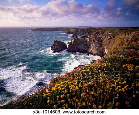 Spring flowers on the Carnewas cliff top overlooking Bedruthan Steps on the North Cornwall Coastline near Newquay, Cornwall, England, United Kingdom View Large Photo Image Stock Photo - Spring flowers on the Carnewas cliff top overlooking Bedruthan Steps on the North Cornwall Coastline near Newquay, Cornwall, England, United Kingdom. Fotosearch