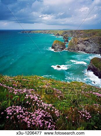 Spring flowers on the Carnewas cliff top overlooking Bedruthan Steps on the North Cornwall Coastline near Newquay, Cornwall, England, United Kingdom View Large Photo Image Stock Photo - Spring flowers on the Carnewas cliff top overlooking Bedruthan Steps on the North Cornwall Coastline near Newquay, Cornwall, England, United Kingdom. Fotosearch