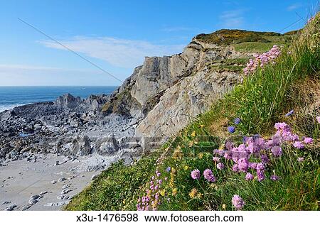 Spring Flowers on the cliff top at Rockham Bay, Mortehoe, Devon, England, United Kingdom View Large Photo Image Stock Photo - Spring Flowers on the cliff top at Rockham Bay, Mortehoe, Devon, England, United Kingdom. Fotosearch