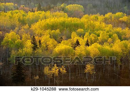 Stock Photo - Spring foliage around Simon Lake from Blueberry Hill. Fotosearch