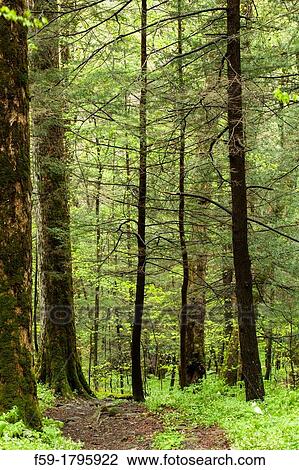 Stock Image - Spring Forest Vistas, Wildflowers, Great Smoky Mtns National Park, TN. Fotosearch