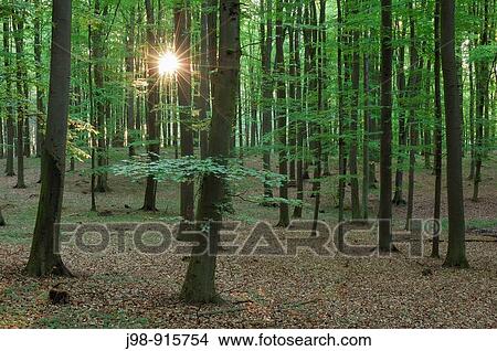 Spring forest with sun at backlight, lensflare Mecklenburg-Western Pomerania, Germany, Europe View Large Photo Image Picture - Spring forest with sun at backlight, lensflare Mecklenburg-Western Pomerania, Germany, Europe. Fotosearch