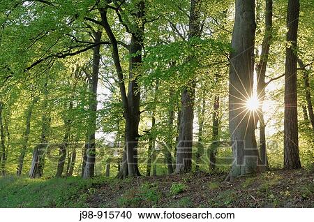 Stock Image - Spring forest with sun in backlight, lens flare. Mecklenburg-Western Pomerania, Germany. Fotosearch