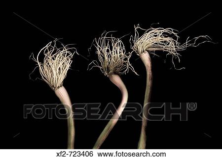 Spring garlic View Large Photo Image Stock Photograph - Spring garlic. Fotosearch