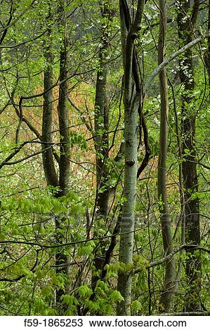 Spring, Great Smoky Mountains National Park, TN View Large Photo Image Stock Image - Spring, Great Smoky Mountains National Park, TN. Fotosearch