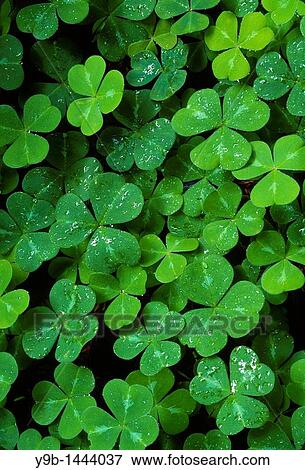 Spring Growth Of Wood Sorrel Oxalis Oregana After A Rain Redwood National Park California Usa Stock Photo Y9b Fotosearch