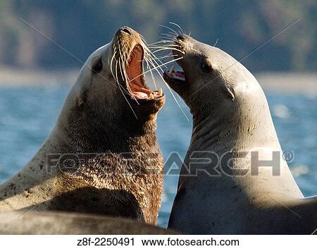 Spring herring spawns attract sea lions to Fanny Bay on Vancouver Island, British Columbia, Canada. View Large Photo Image Stock Image - Spring herring spawns attract sea lions to Fanny Bay on Vancouver Island, British Columbia, Canada.. Fotosearch