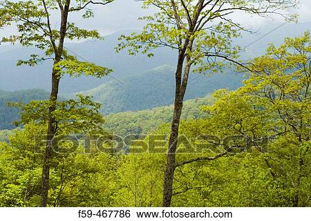 Spring Image from Newfound Gap Road, Great Smoky Mtns Nat. Park, North Carolina, USA View Large Photo Image Stock Photograph - Spring Image from Newfound Gap Road, Great Smoky Mtns Nat. Park, North Carolina, USA. Fotosearch