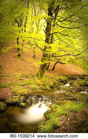 Picture - Spring in Selva de Irati, Navarre, Spain. Fotosearch