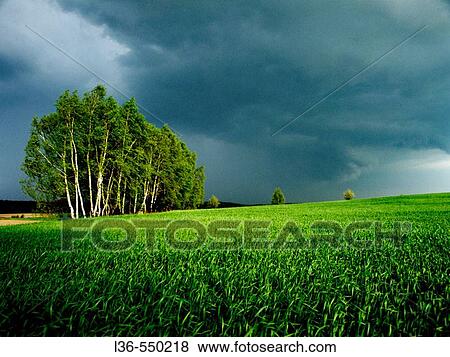Spring in the field. Podlasie region, Eastern Poland View Large Photo Image Stock Photo - Spring in the field. Podlasie region, Eastern Poland. Fotosearch