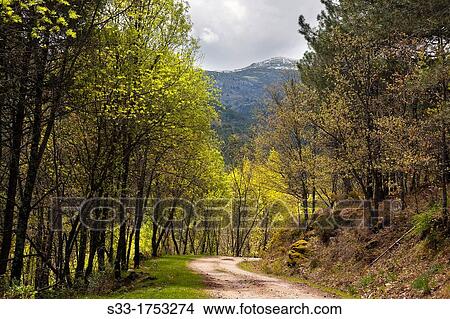 Spring in the Iruelas Valley Sierra de Gredos? vila Castilla Le? n Spain View Large Photo Image Picture - Spring in the Iruelas Valley Sierra de Gredos? vila Castilla Le? n Spain. Fotosearch