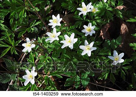 Stock Photo - Spring in the lowland forests of Iller. Fotosearch