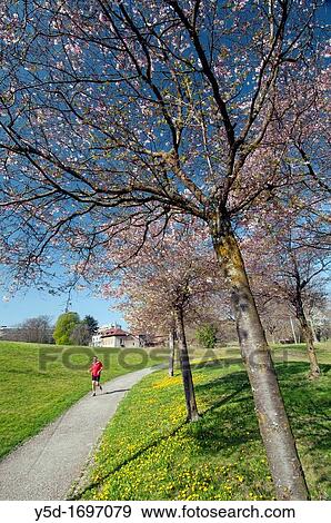 Spring in the park in front of ILO building, Geneva, Switzerland View Large Photo Image Stock Photo - Spring in the park in front of ILO building, Geneva, Switzerland. Fotosearch