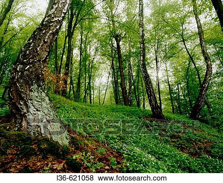 Spring in the wood View Large Photo Image Stock Photo - Spring in the wood. Fotosearch