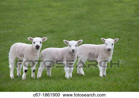 Spring Lambs playing in meadow View Large Photo Image Stock Image - Spring Lambs playing in meadow. Fotosearch