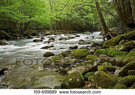 Spring, Little Pigeon River, Great Smoky Mountains National Park, Tennessee, USA View Large Photo Image Stock Photo - Spring, Little Pigeon River, Great Smoky Mountains National Park, Tennessee, USA. Fotosearch