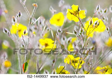 Spring, Monfrague National Park, Caceres, Extremadura, Spain, Europe View Large Photo Image Stock Photo - Spring, Monfrague National Park, Caceres, Extremadura, Spain, Europe. Fotosearch