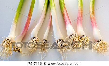 Spring onions View Large Photo Image Stock Photo - Spring onions. Fotosearch