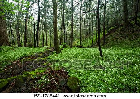 Spring, Phacelia, Great Smoky Mtns National Park, TN View Large Photo Image Stock Image - Spring, Phacelia, Great Smoky Mtns National Park, TN. Fotosearch