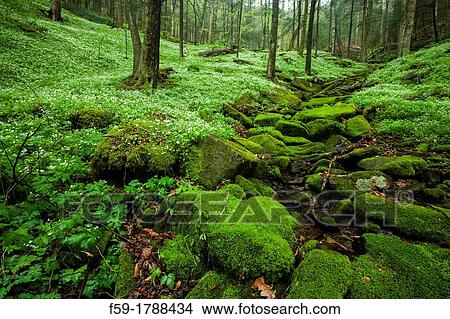 Spring, Phacelia & Trillium, Great Smoky Mtns National Park, TN View Large Photo Image Picture - Spring, Phacelia & Trillium, Great Smoky Mtns National Park, TN. Fotosearch