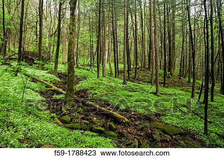 Spring, Phacelia & Trillium, Great Smoky Mtns National Park, TN View Large Photo Image Stock Image - Spring, Phacelia & Trillium, Great Smoky Mtns National Park, TN. Fotosearch