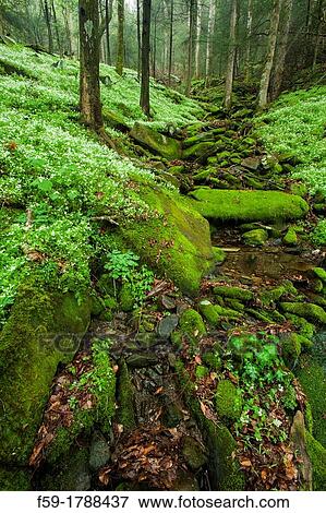 Stock Photo - Spring, Phacelia & Trillium, Great Smoky Mtns National Park, TN. Fotosearch