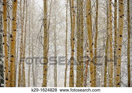 Spring snowstorm in an aspen woodlot along the Bow Valley Parkway, Banff NP, Alberta, Canada View Large Photo Image Stock Photo - Spring snowstorm in an aspen woodlot along the Bow Valley Parkway, Banff NP, Alberta, Canada. Fotosearch