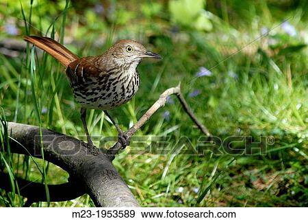 Stock Photo - Spring sunshine dapples a brown thrasher, Pennsylvania, USA.. Fotosearch