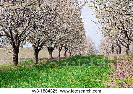 Stock Photography - Spring time orchard of cherry trees in Michigan, USA. Fotosearch