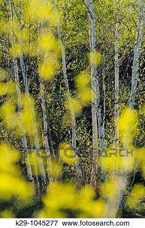 Spring trees as seen through out of focus leaves View Large Photo Image Stock Photo - Spring trees as seen through out of focus leaves. Fotosearch