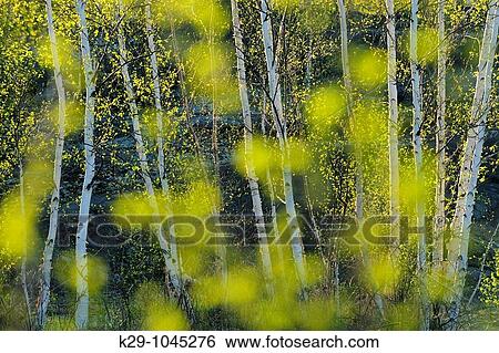 Spring trees as seen through out of focus leaves View Large Photo Image Stock Photograph - Spring trees as seen through out of focus leaves. Fotosearch
