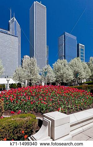 Stock Image - Spring tulip beds with city skyline buildings in Millenium Park in downtown Chicago, Illinois, USA. Fotosearch