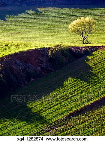 Spring wheat fields around Berceo - Rioja Alta - La Rioja - Spain View Large Photo Image Picture - Spring wheat fields around Berceo - Rioja Alta - La Rioja - Spain. Fotosearch