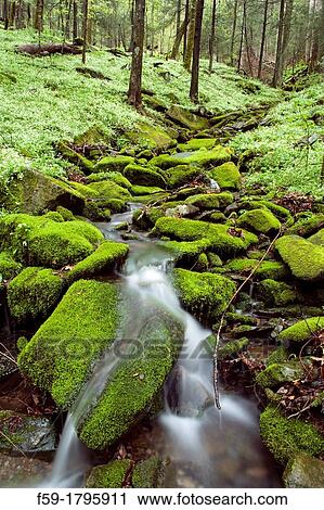 Spring Wildflowers, Great Smoky Mtns National Park, TN View Large Photo Image Stock Image - Spring Wildflowers, Great Smoky Mtns National Park, TN. Fotosearch