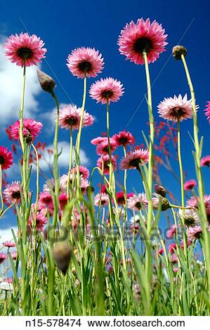 Picture - Spring wildflowers in field. Paper daisies (Rhodanthe chlorocephala), endemic to Western Australia.. Fotosearch