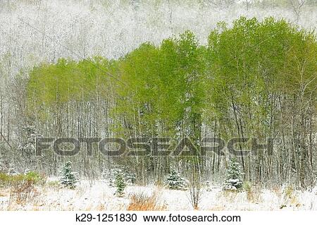 Spring woodland in snowstorm. Ontario. Canada. View Large Photo Image Stock Image - Spring woodland in snowstorm. Ontario. Canada.. Fotosearch