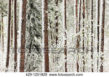 Spring woodland in snowstorm. Ontario. Canada. View Large Photo Image Stock Photo - Spring woodland in snowstorm. Ontario. Canada.. Fotosearch