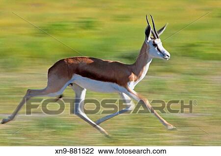 Springbok (Antidorcas marsupialis hofmeyri), running, rainy season, Etosha National Park, Namibia. View Large Photo Image Stock Image - Springbok (Antidorcas marsupialis hofmeyri), running, rainy season, Etosha National Park, Namibia.. Fotosearch