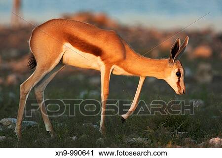 Springbok Antidorcas marsupialis - Young, Etosha National Park, Namibia View Large Photo Image Stock Image - Springbok Antidorcas marsupialis - Young, Etosha National Park, Namibia. Fotosearch