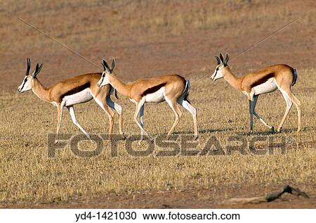 Stock Image - Springbok Antidorcas marsupialis, Kgalagadi Transfrontier Park, Kalahari desert, South Africa. Fotosearch