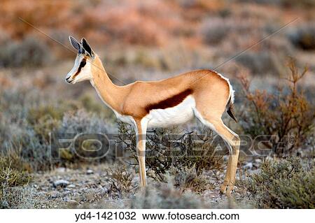 Springbok Antidorcas marsupialis - Young, Mabuasehube, Kgalagadi Transfrontier Park, Kalahari desert, Botswana View Large Photo Image Stock Image - Springbok Antidorcas marsupialis - Young, Mabuasehube, Kgalagadi Transfrontier Park, Kalahari desert, Botswana. Fotosearch