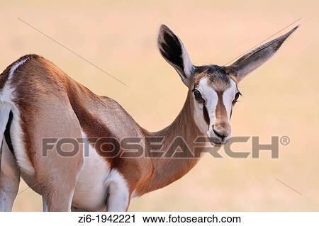 Springbok, Antidorcas marsupialis, Kgalagadi Transfrontier Park, Northern Cape, South Africa. View Large Photo Image Stock Image - Springbok, Antidorcas marsupialis, Kgalagadi Transfrontier Park, Northern Cape, South Africa.. Fotosearch