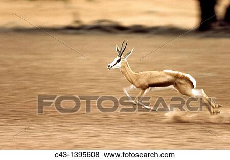 Springbok Antidorcas marsupialis - Female, frightened up Kalahari Desert, Kgalagadi Transfrontier Park, South Africa View Large Photo Image Stock Photo - Springbok Antidorcas marsupialis - Female, frightened up Kalahari Desert, Kgalagadi Transfrontier Park, South Africa. Fotosearch