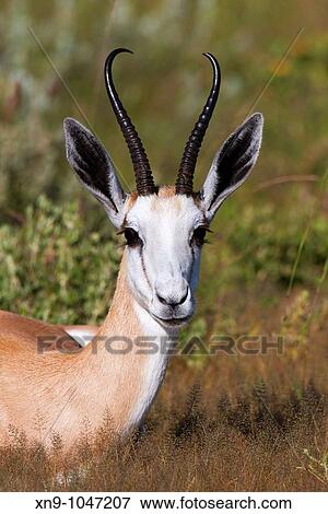Springbok Antidorcas marsupialis, seats, Etosha National Park, Namibia View Large Photo Image Stock Photo - Springbok Antidorcas marsupialis, seats, Etosha National Park, Namibia. Fotosearch