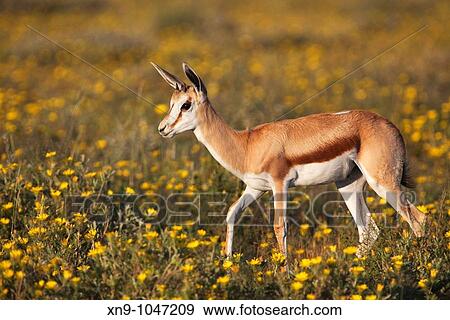Springbok Antidorcas marsupialis - Young, in the grass, Etosha National Park, Namibia View Large Photo Image Stock Photo - Springbok Antidorcas marsupialis - Young, in the grass, Etosha National Park, Namibia. Fotosearch