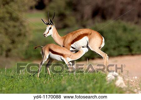 Springbok Antidorcas marsupialis - Mother and Young, Kgalagadi Transfrontier Park, Kalahari desert, South Africa View Large Photo Image Stock Photo - Springbok Antidorcas marsupialis - Mother and Young, Kgalagadi Transfrontier Park, Kalahari desert, South Africa. Fotosearch