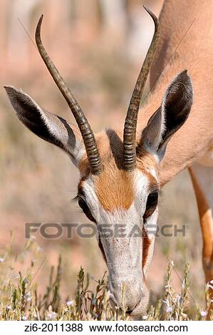 Springbok, Antidorcas marsupialis, eating flowers, Kgalagadi Transfrontier Park, Northern Cape, South Africa. View Large Photo Image Stock Photo - Springbok, Antidorcas marsupialis, eating flowers, Kgalagadi Transfrontier Park, Northern Cape, South Africa.. Fotosearch