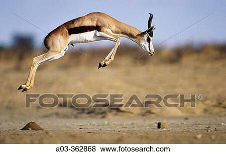 Springbok. Kgalagadi Transfrontier Park, Kalahari. Northern Cape, South Africa. View Large Photo Image Stock Photo - Springbok. Kgalagadi Transfrontier Park, Kalahari. Northern Cape, South Africa.. Fotosearch